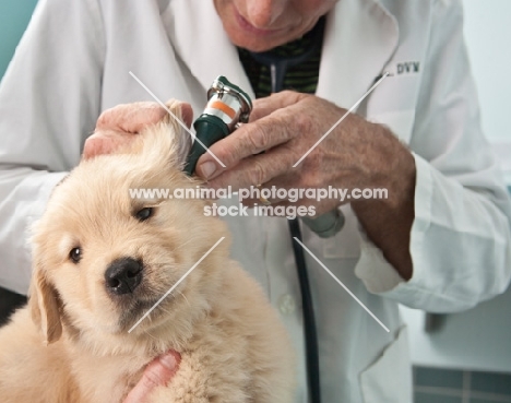 Golden Retriever puppy at the vets, checking ear