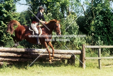 pony club member jumping a log fence