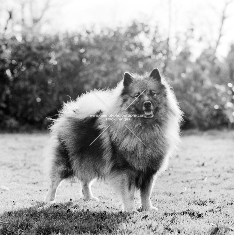 keeshond standing