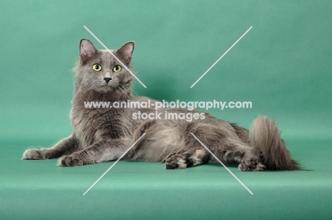 Nebelung cat lying down on green background