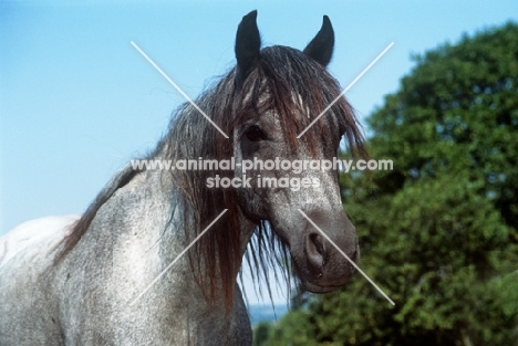 welsh pony cob type portrait