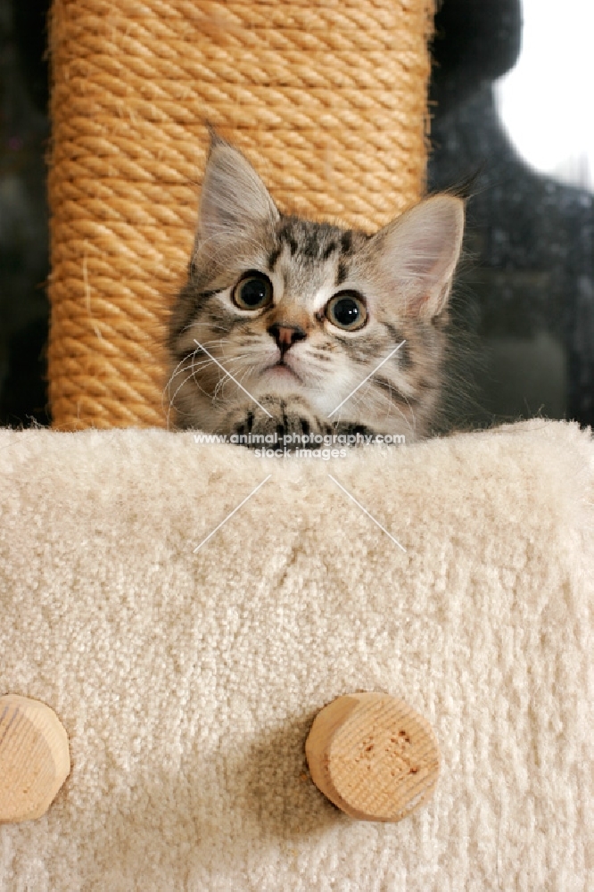 tabby somali kitten with scratch pole in the background