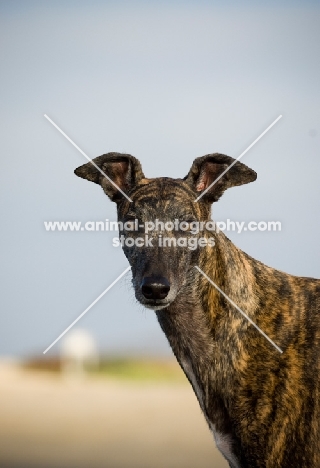 brindle Greyhound portrait