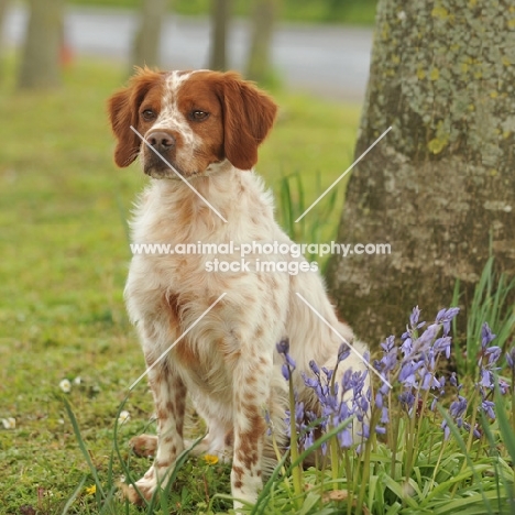 Brittany near bluebells