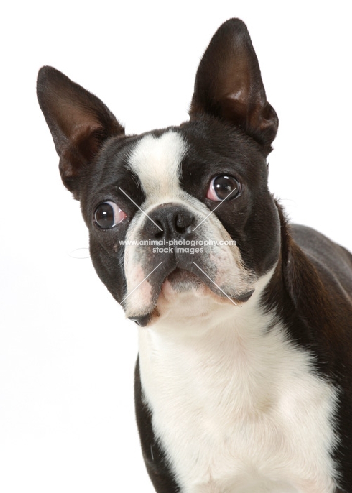 Australian Champion Boston Terrier