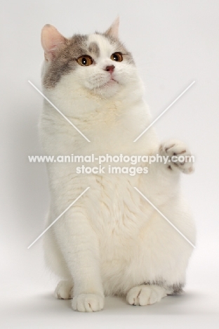 Blue Classic Tabby and White Manx, one leg up