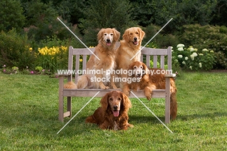 Three golden retrievers and one Irish Setter mix on a bench