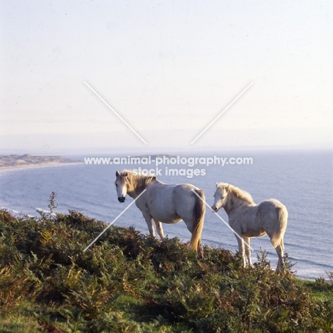 welsh mountain ponies, mare and foal, at rhosilli, gower peninsula