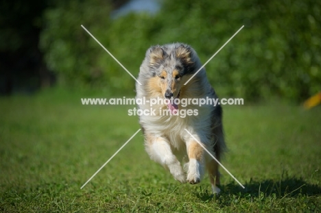 blue merle rough collie running