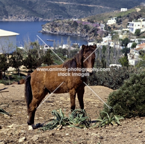 skyros colt on skyros island, greece