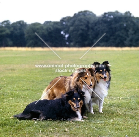 three shetland sheepdogs