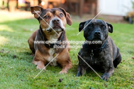 Staffie and Staffie x posing in garden