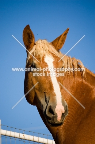 Belgian Draft horse