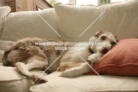 Lurcher lying back on couch