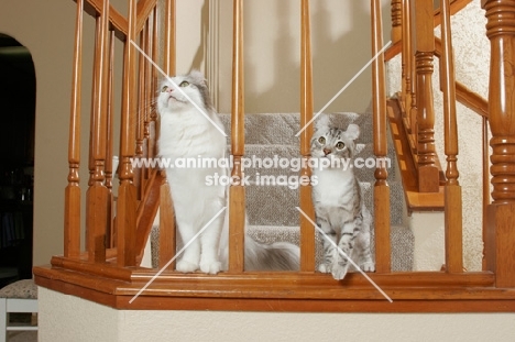 American Curl cats on staircase