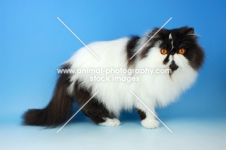 black and white persian cat, standing