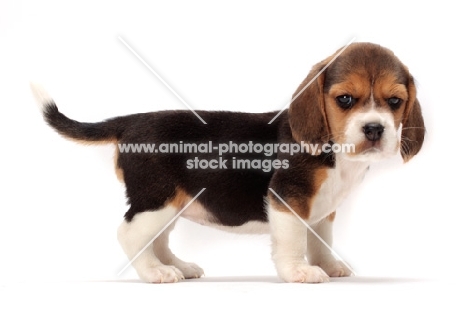 Beagle puppy on white background, side view