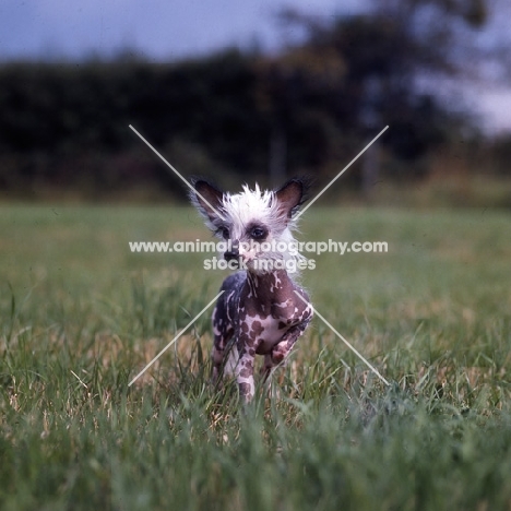 chinese crested standing in a field