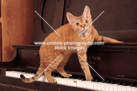 Devon Rex standing on piano