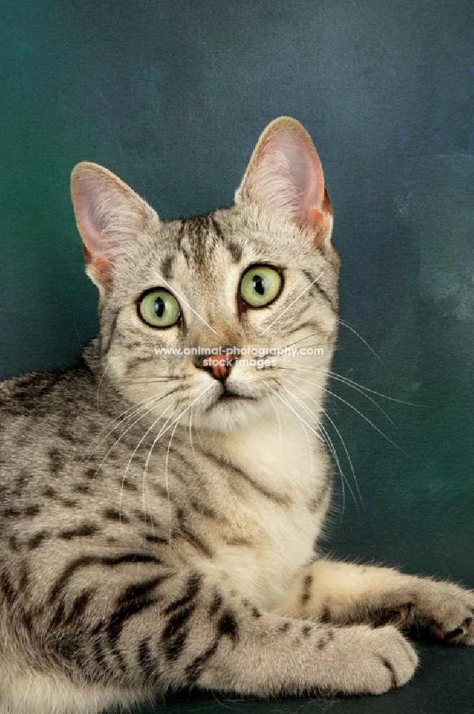 silver egyptian mau portrait