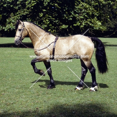 comet, welsh cob (section d) with foreleg raised