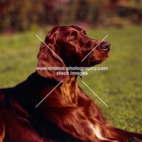  irish setter portrait