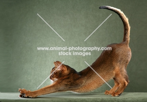 Ruddy Abyssinian Male stretching with front paws outstretched, tail arched, profile, against sage-green background.
