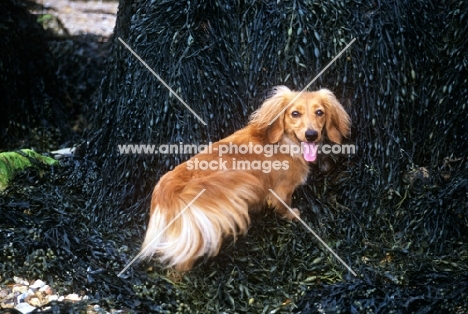 bonavoir prudence, miniature long haired dachshund standing on seaweeed