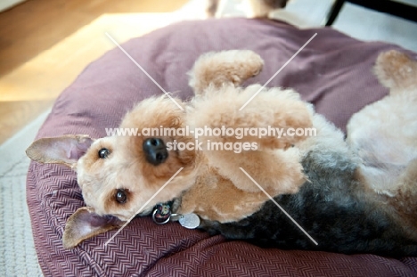 Welsh Terrier lying on back