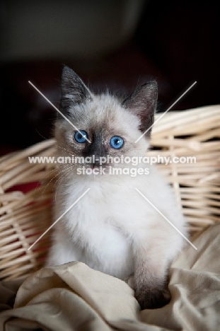 siamese kitten sitting in basket