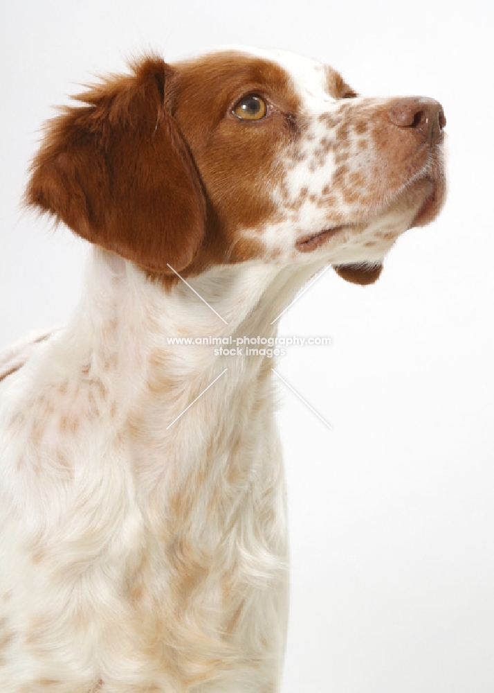 Australian Champion Brittany on white background