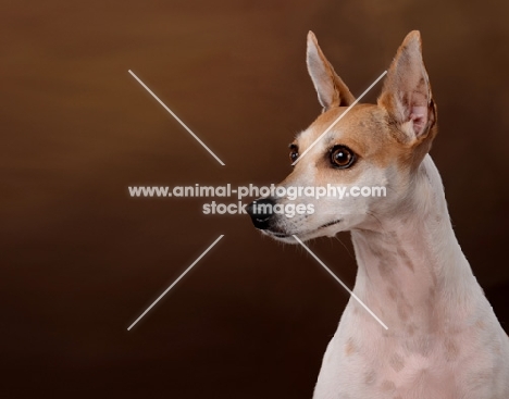 Toy Fox Terrier, head study