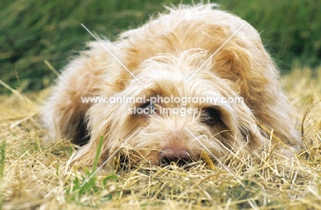 wirehaired Hungarian Vizsla, lying down