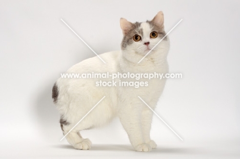 Blue Classic Tabby and White Manx in studio