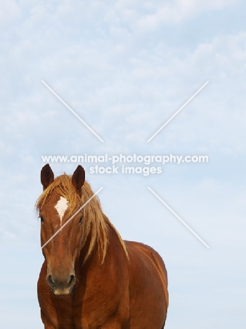 Suffolk Punch