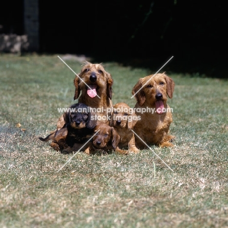 wire haired dachshunds, ch lieblings joker in the pack, ch lieblings bound for fortune and their puppies