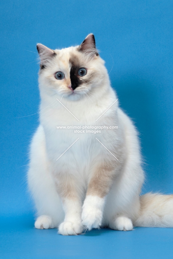 fluffy Ragdoll, Seal Tortie Point Mitted, sitting down