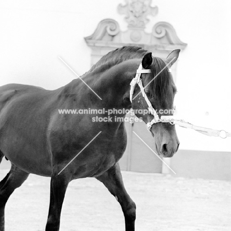 guapo, alter-real horse in spain 