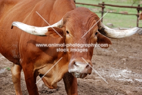 Afrikaner cattle portrait