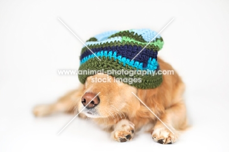 Golden Retriever wearing hat