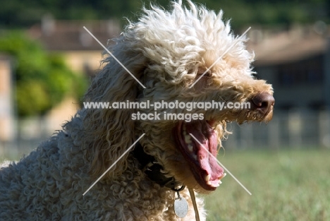 standard poodle yawning