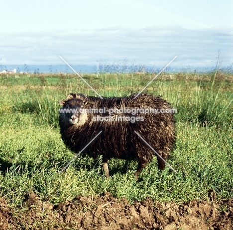 iceland sheep in iceland