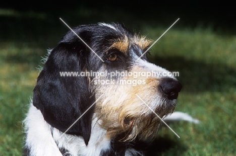 berner niederlaufhund wirehaired,  portrait