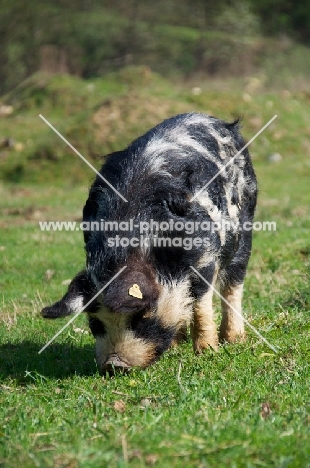 Kunekune pig, full body