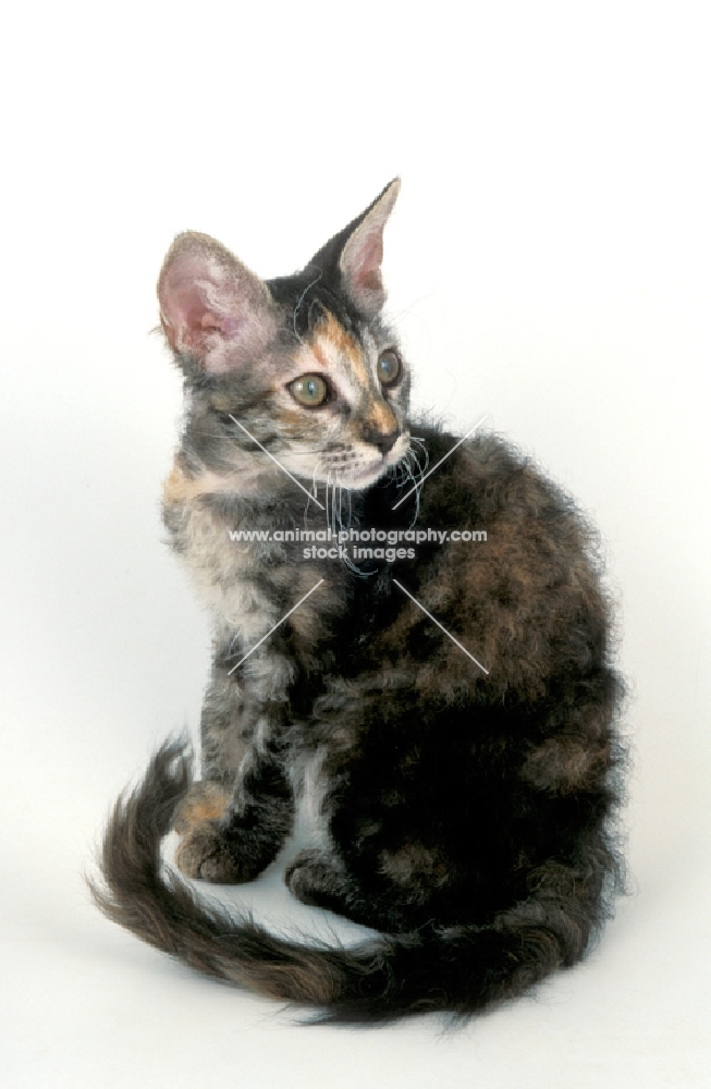 tortie tabby La Perm kitten