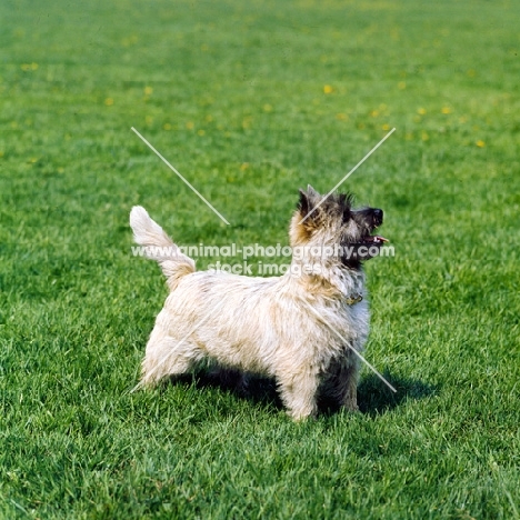 cairn terrier standing on grass