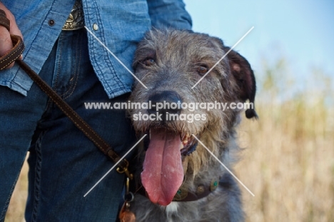 Irish Wolfhound near owner