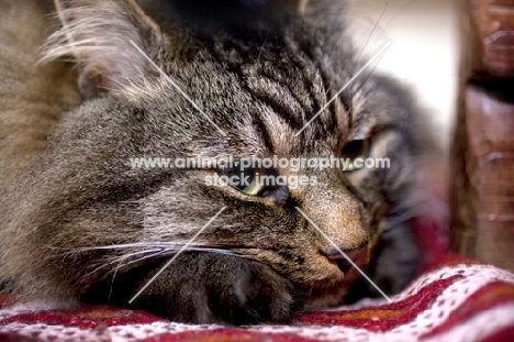 long haired tabby cat resting, close up