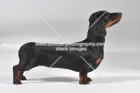 smooth miniature Dachshund, posed