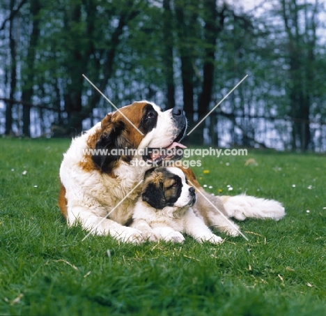st bernard being protective over her puppy on grass
